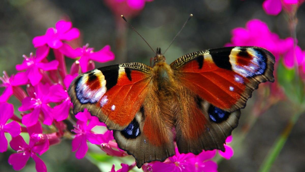 Tagpfauenauge • Strauchdiebe Flora & Fauna