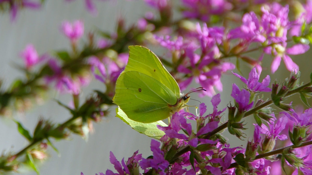 Zitronenfalter • Strauchdiebe Flora &amp; Fauna