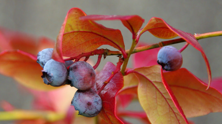 Heidelbeeren im Oktober