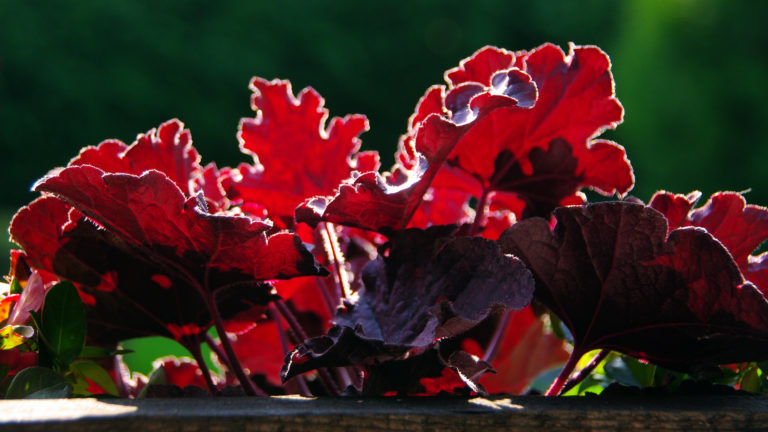 Purpurglöckchen (Heuchera)