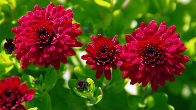 Chrysanthemen