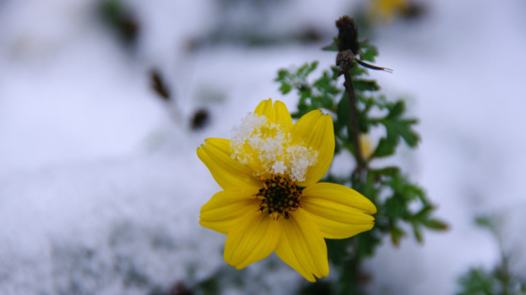 Gold-Zweizahn (Bidens ferulifolia)