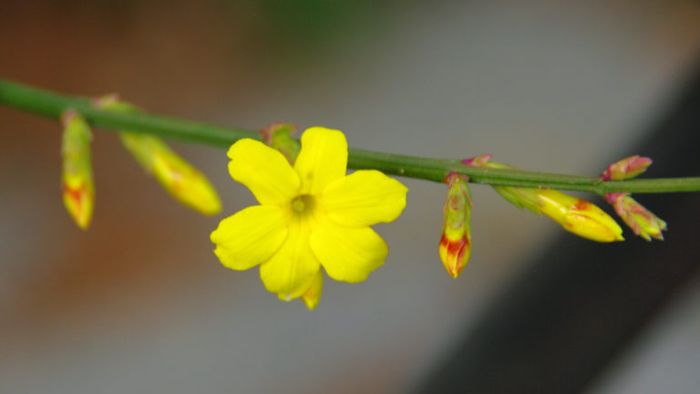 Winter-Jasmin (Jasminum nudiflorum)