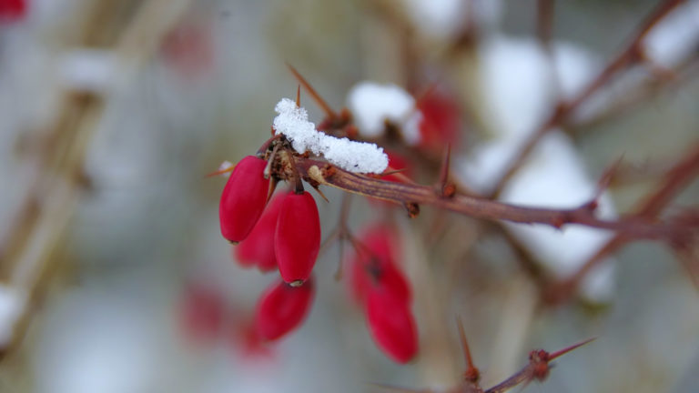 Rote Heckenberberitze (Berberis thunbergii Atropurpurea)