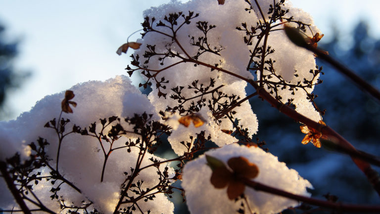 Kletterhortensie (Hydrangea petiolaris)