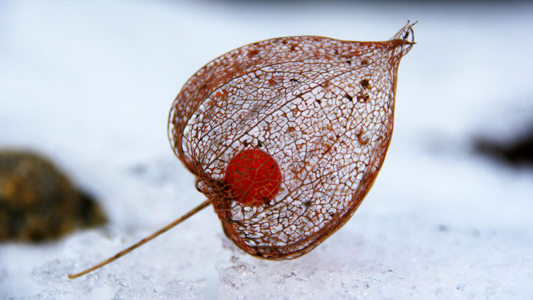 Lampionblume (Physalis alkekengi)