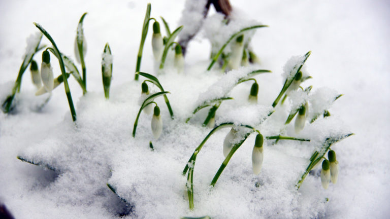 Schneeglöckchen