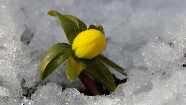 Winterling (Eranthis hyemalis)