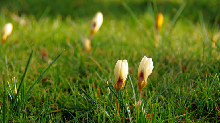 Krokusse (Crocus)