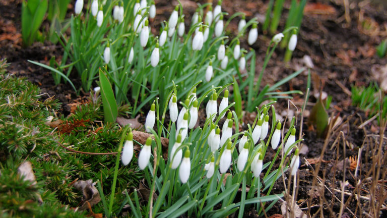 Kleine Schneeglöckchen (Galanthus nivalis)