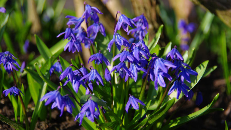 Blausterne (Scilla)