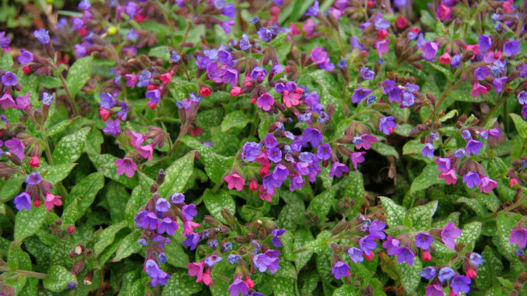 Gefleckte Lungenkraut (Pulmonaria officinalis)