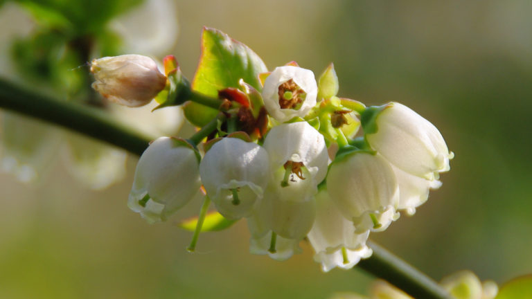 Heidelbeerblüte