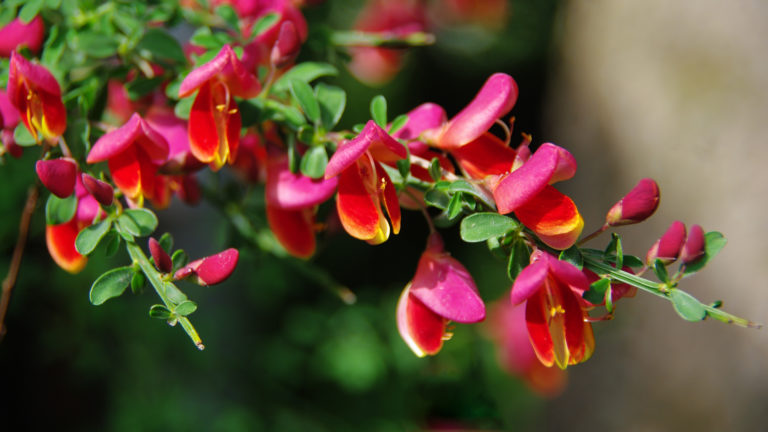 Besenginster (Cytisus scoparius)