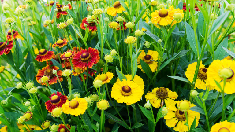 Herbst-Sonnenbraut (Helenium autumnale)