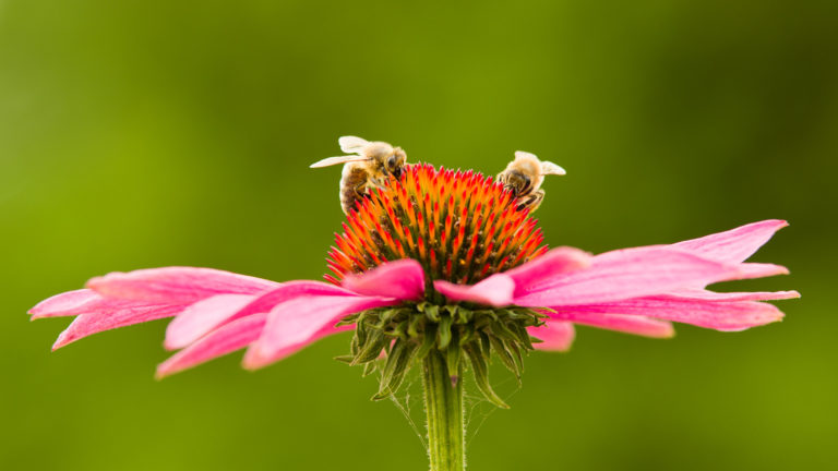 Purpur-Sonnenhut (Echinacea purpurea)