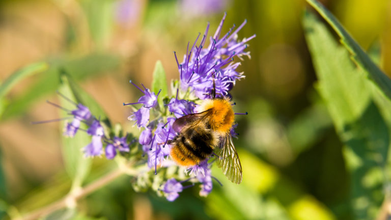 Cladon-Bartblume (Caryopteris ×clandonensis 'Heavenly Blue'