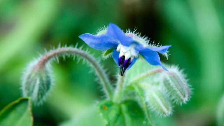 Borretsch (Borago officinalis)