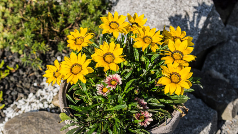 Gazanien (Gazania)