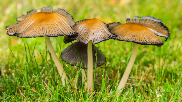 Gemeiner Glimmertintling (Coprinellus micaceus, Syn. Coprinus micaceus)