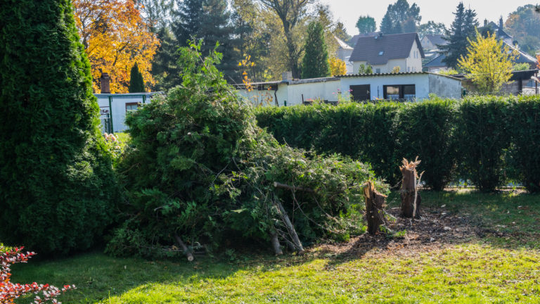 gefällte Lebensbäume (Thuja)