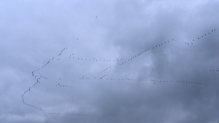Zugvögel im November