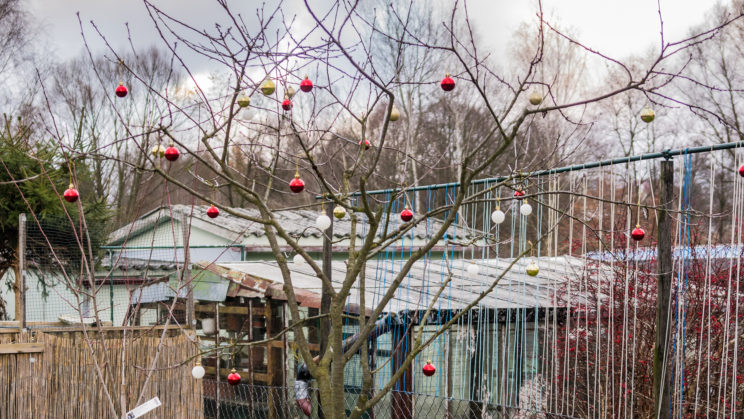 weihnachtlich dekorierter Sauerkirschbaum