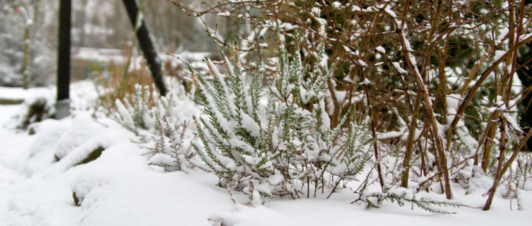 schneebedecktes Heidekraut