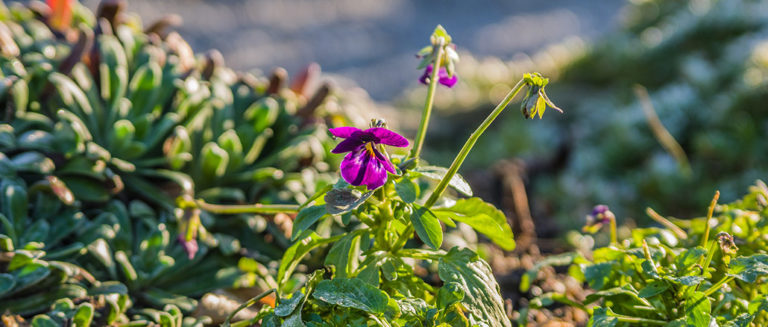 Horn-Veilchen (Viola cornuta)