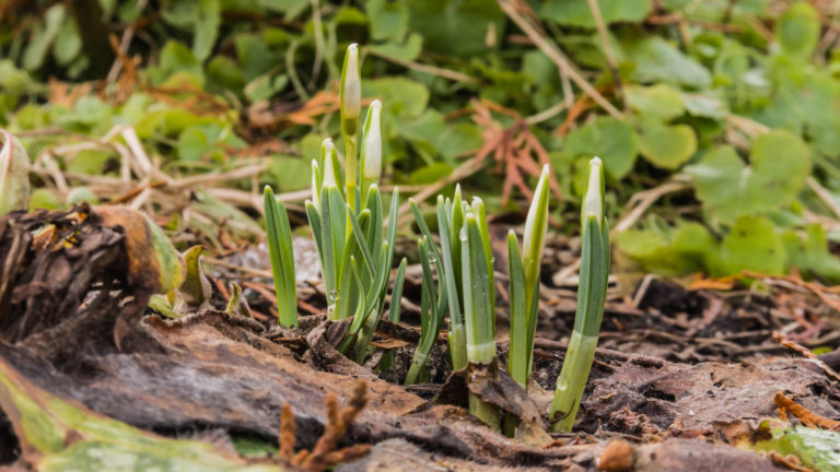 Kleine Schneeglöckchen (Galanthus nivalis)