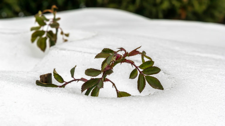 Rose im Schnee