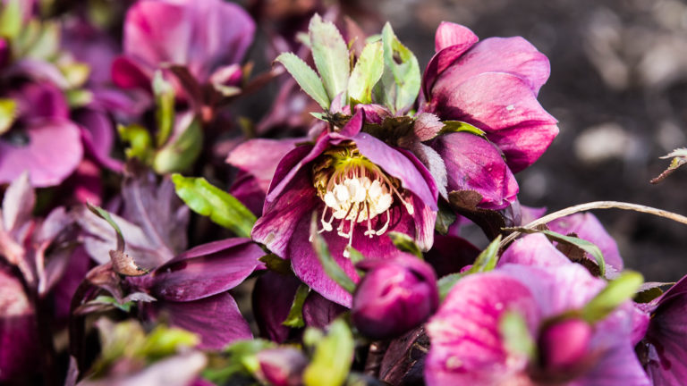 Lenzrose (Helleborus orientalis)