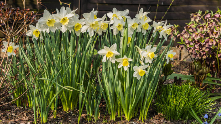 Narzissen (Narcissus)