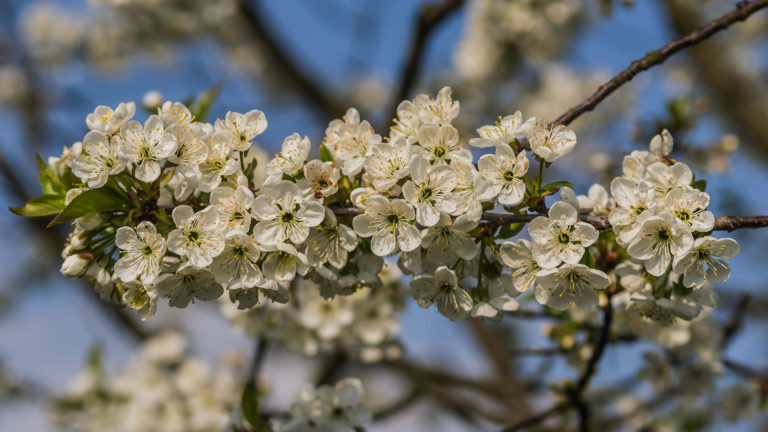 Kirschblüte