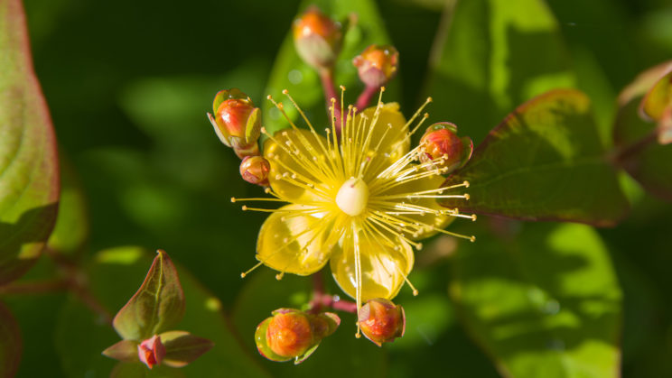 Johanniskraut (Hypericum)