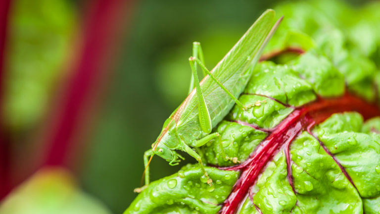 Grünes Heupferd (Tettigonia viridissima)