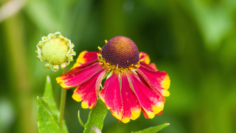 Herbst-Sonnenbraut (Helenium autumnale)