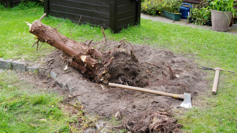 Poolbeet: Rest der Thuja