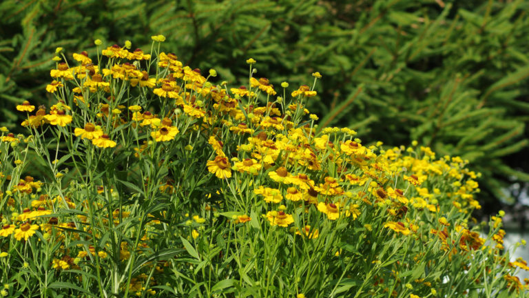 Herbst-Sonnenbraut (Helenium autumnale)