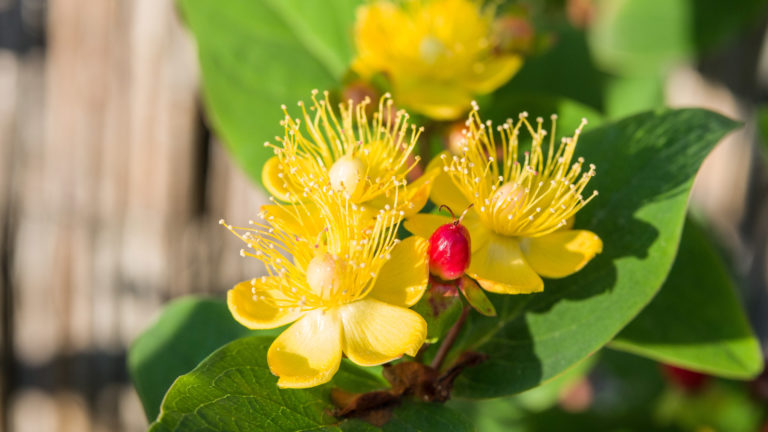 Johanniskraut (Hypericum inod. 'Magical Red Fame')