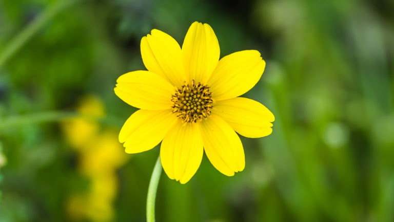 Goldzweizahn (Bidens)