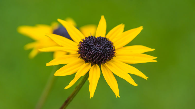 Sonnenhut (Rudbeckia Fulgida 'Goldsturm')