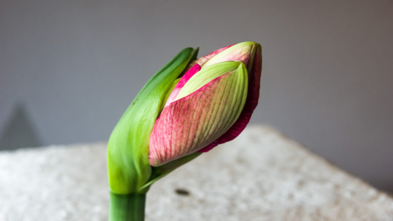 Ritterstern (Hippeastrum)