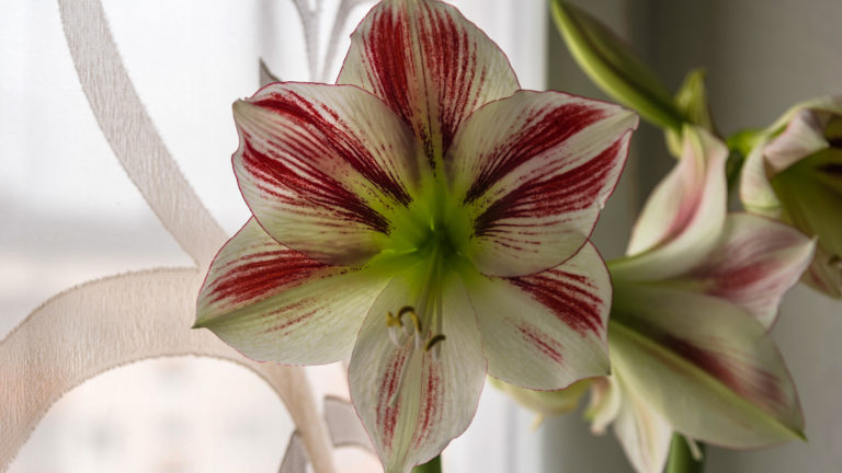 Ritterstern (Hippeastrum)