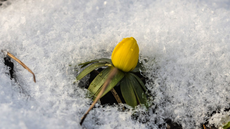 Winterling (Eranthis hyemalis)