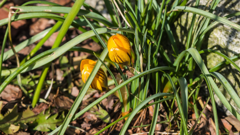 Krokus (Crocus)