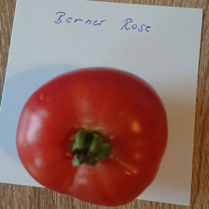 Tomate: Berner Rose