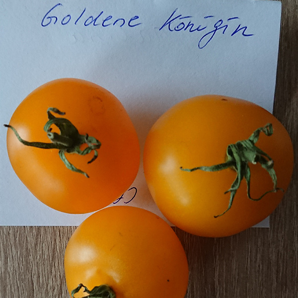 Tomate: Goldene Königin
