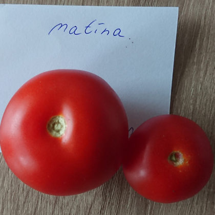 Tomate: Matina