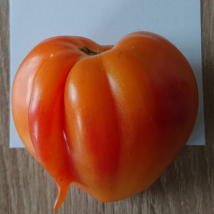 Tomate: Sonnenherz